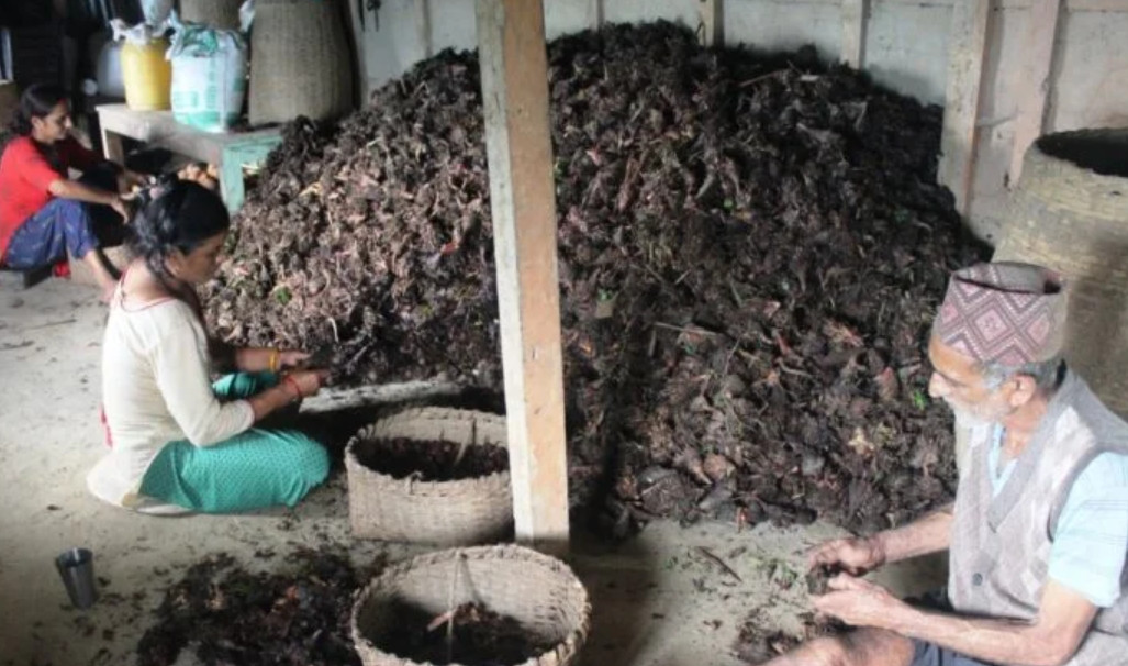 ताप्लेजुङमा अलैँचीको मूल्य प्रतिमन ८४ हजार