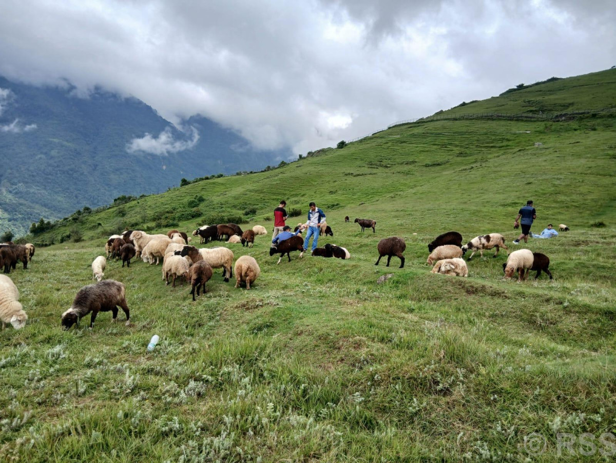 भाल्चेको भेडा फार्मः नश्ल सुधारदेखि पर्यटन प्रवर्द्धनसम्म