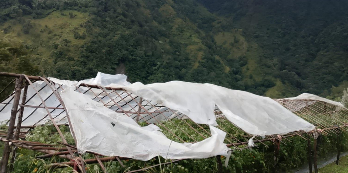 गुल्मीमा हुरीले गोलभेँडा खेतीमा क्षति