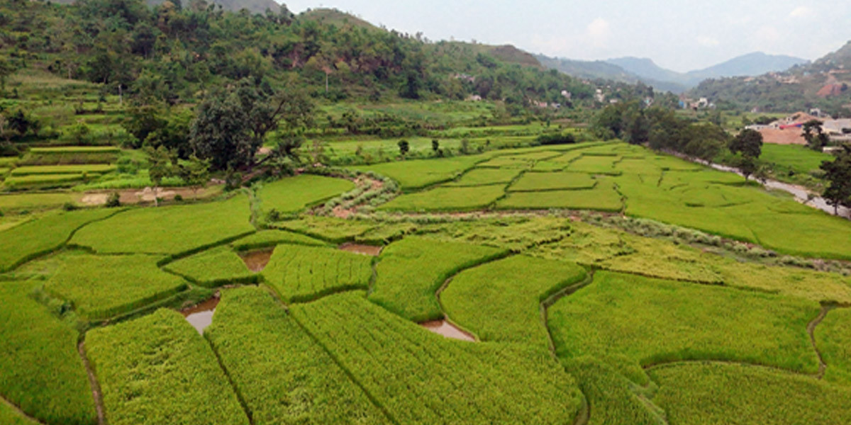 तनहुँमा तरकारी र धान खेतीको क्षेत्रफल विस्तार